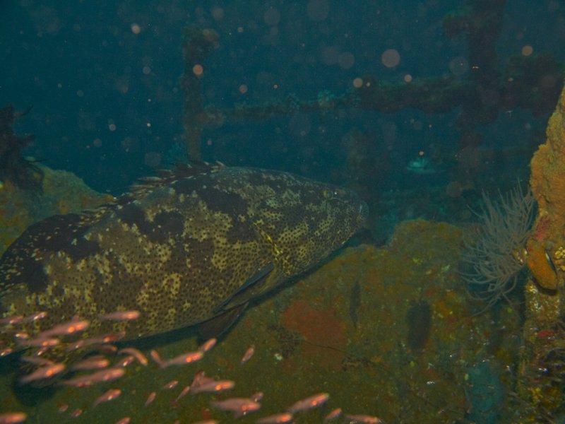 Wreck, Grouper, Sophie Rickmers